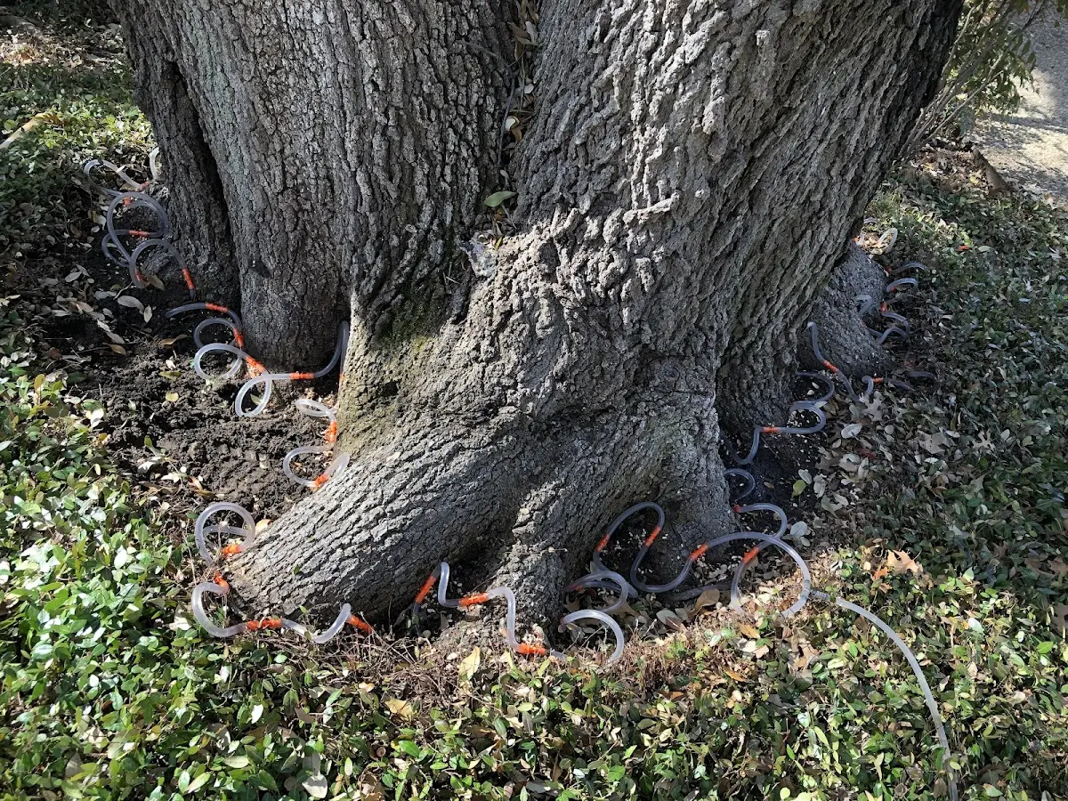 Detailed Tree Cabling and Bracing job site in West Sunbury