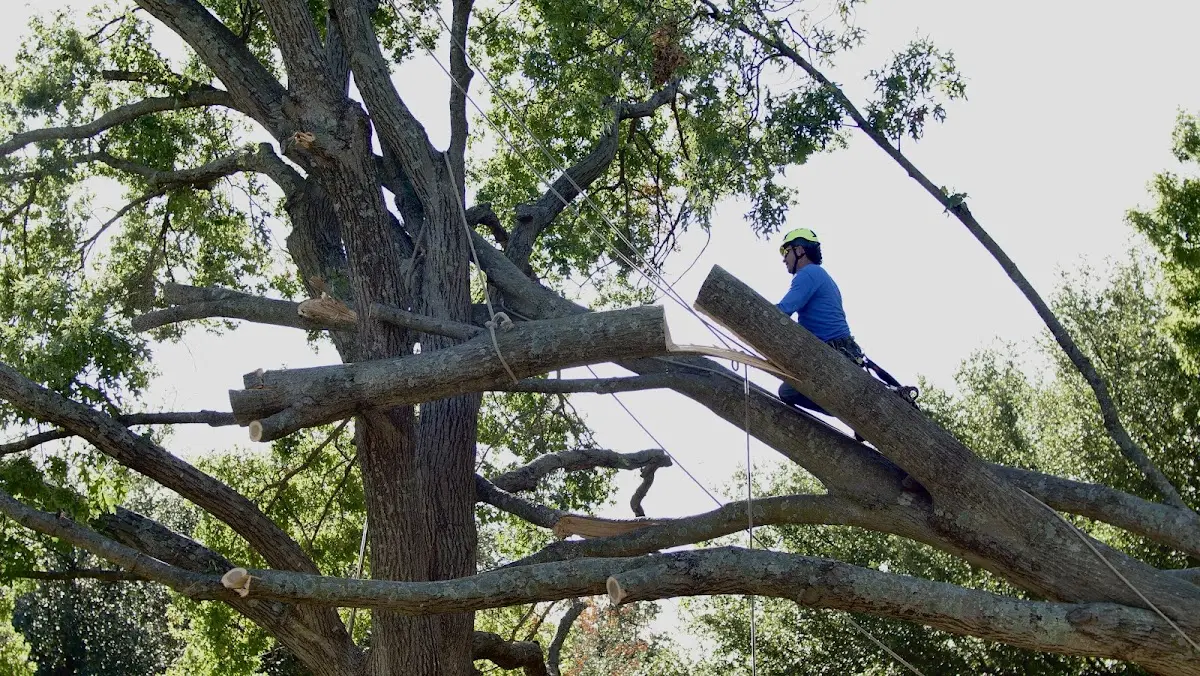 Professional Crown Thinning performed by certified arborists in West Sunbury