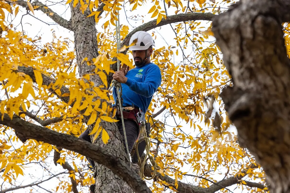 Skilled Tree Pruning crew working in West Sunbury