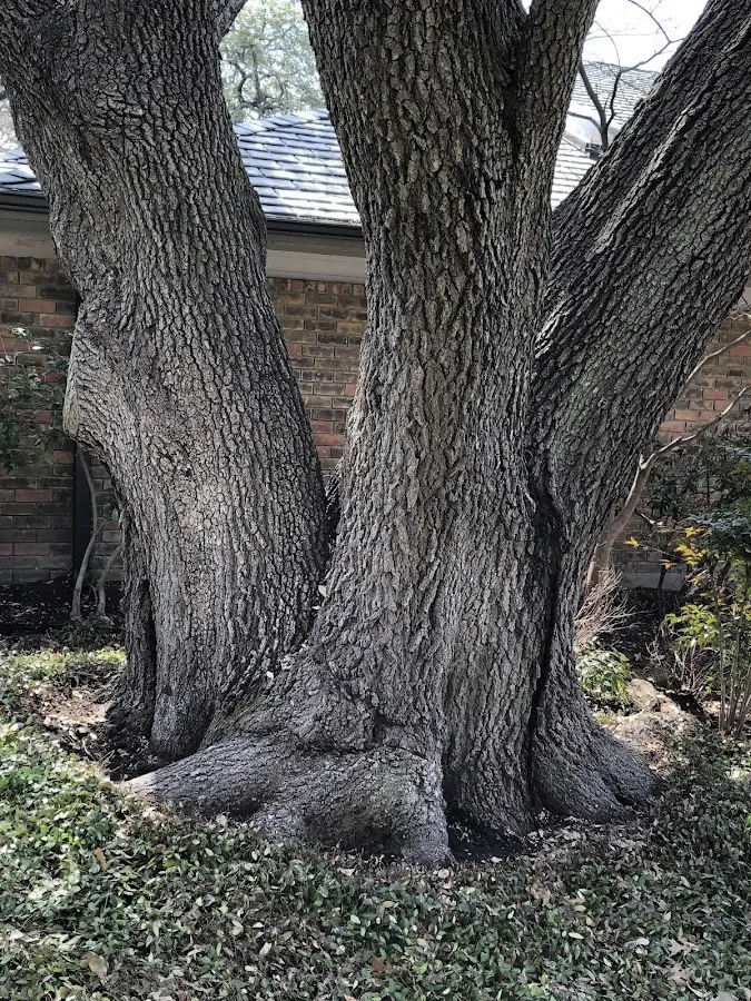Mature heritage tree close to a West Sunbury property cared for by certified arborists